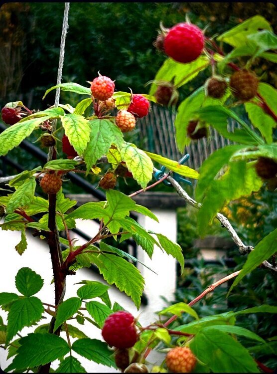 1181474937_Framboise2.thumb.jpg.3df7c17758edf51b204f519fedfaa673.jpg