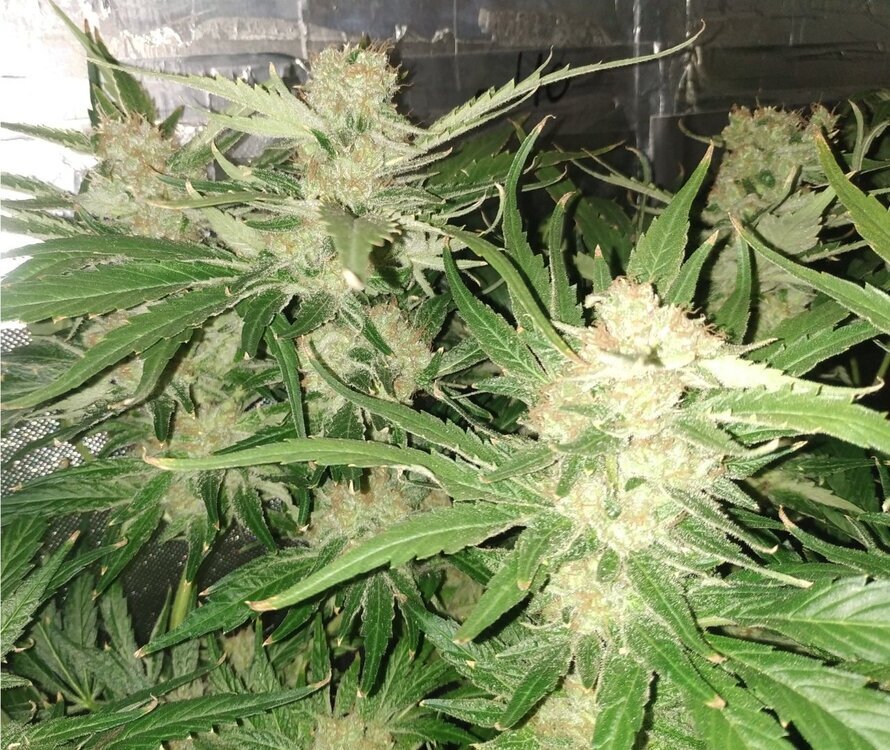 Lamic-Tal Shark shock cbd.jpg