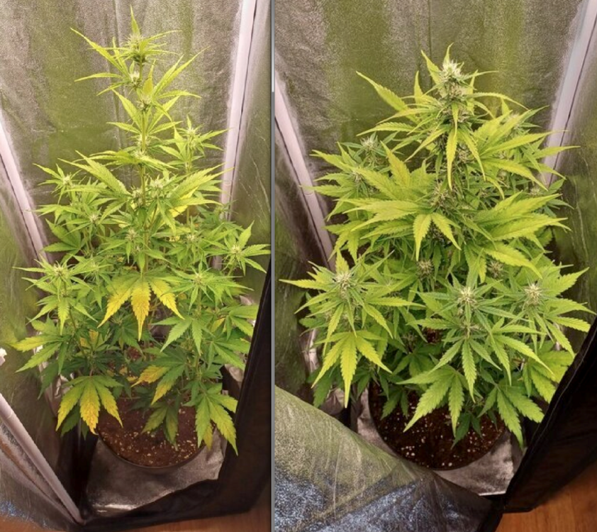 evolution weed.png