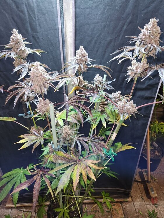 20251117_115927.thumb.jpg.0961fc85f177698abca271992968301a.jpg
