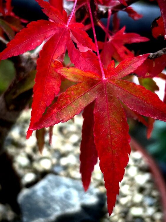 311858050_Feuillerablepalmatum.thumb.JPG.2a6cd29543e179ea5b3835c0ea44ac12.JPG