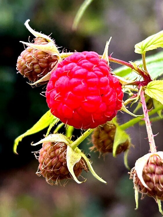 535227217_Framboise1.thumb.jpg.6561646e48a3598053b17a2e66cd4cbf.jpg