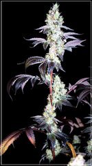 FLO+72 GMO  bud .JPG