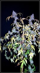 FLO+72 Scrog cut.JPG