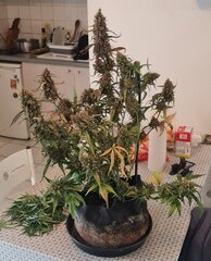 Gorilla girl xxl auto sweet seed j74f49.jpg