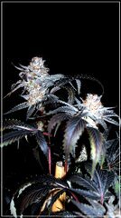 FLO+72 Peach Tree  bud.jpg