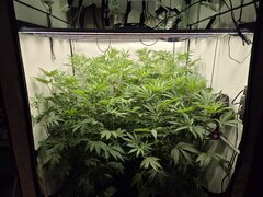 12/12 +20