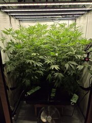 12/12 +20