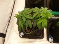 FROSTY'S LEMON PIE