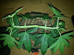 KOSHER KUSH, CRO +38 DSDT