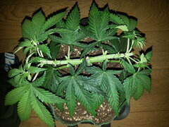 FROSTY'S LEMON PIE, CRO +36 DSDT