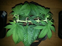 JACK EL FRUTERO, CRO +35 DSDT