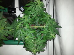 GOLDEN TIGER 3RD VERSION, CRO +37 DSDT