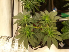 ELEVEN ROSES, CRO +41 DSDT