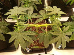 KOSHER KUSH, CRO +41 DSDT