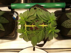JACK EL FRUTERO, CRO +38 DSDT