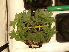 FROSTY'S LEMON PIE, CRO +39 DSDT