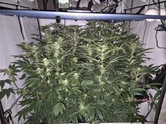 12/12 +27