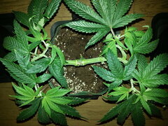 KOSHER KUSH, CRO +48 DSDT