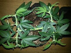FROSTY'S LEMON PIE, CRO +46 DSDT