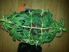HAZE X KALI CHINA, CRO +38 DSDT