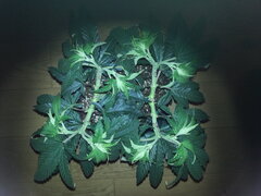 ELEVEN ROSES, CRO +55 DSDT
