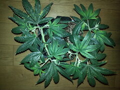 KOSHER KUSH, CRO +55 DSDT