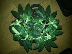 MOTOR MINT, CRO +55 DSDT