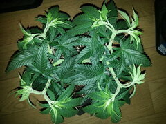 JACK EL FRUTERO, CRO +52 DSDT