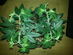 FROSTY'S LEMON PIE, CRO +53 DSDT