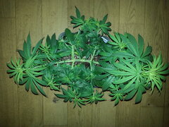 HAZE X KALI CHINA, CRO +45 DSDT