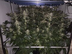 12/12 +41