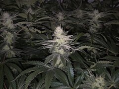 12/12 +41