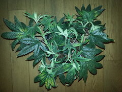KOSHER KUSH, CRO +62 DSDT