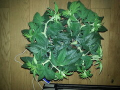JACK EL FRUTERO, CRO +59 DSDT