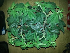 FROSTY'S LEMON PIE, CRO +60 DSDT