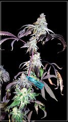 FLO+72 Blue16 x Zaizai bud  .JPG