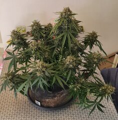 Wedding glue auto fastbud j+74f+49.jpg
