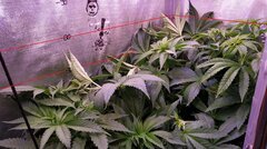 Défonçage de plantes
