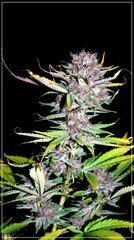 FLO+72 Beaufort bud .JPG