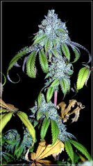 FLO+72 L.A Kush Cake x Cherrytini bud.JPG