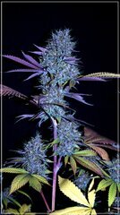 FLO+72 Cerise Rose bud .JPG