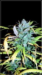 FLO+72 UK  bud .JPG