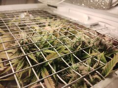 IMG_20251123_173030.jpg