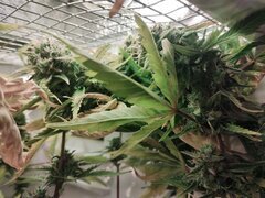 IMG_20251123_173059.jpg