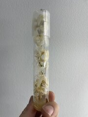 In vitro