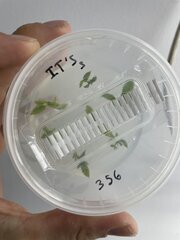 Culture de meristem