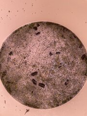 IMG_5740.jpeg