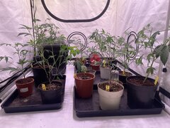 IMG_5796.jpeg