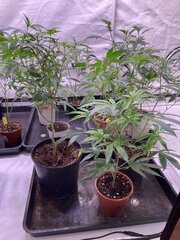 IMG_5900.jpeg